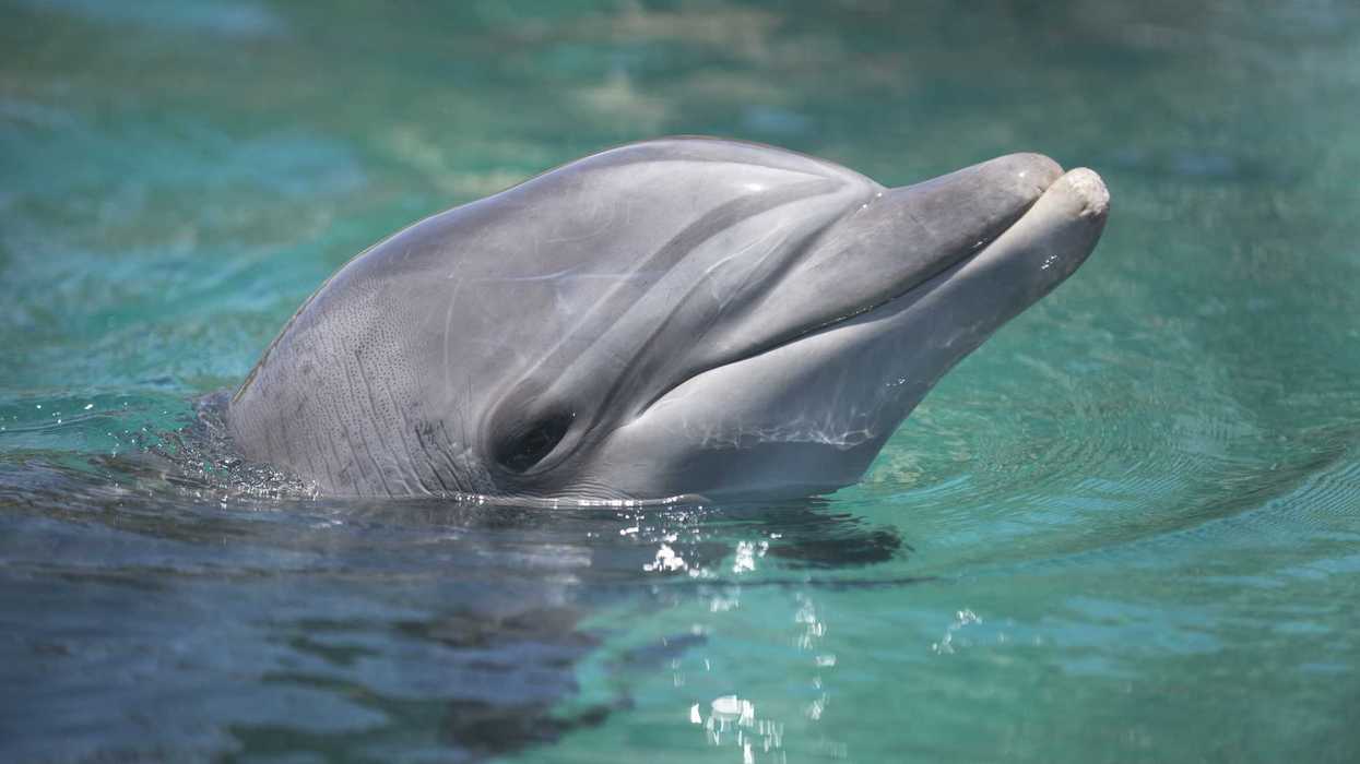 Did Gerald the dolphin really kidnap a man and force him to build an underwater world?