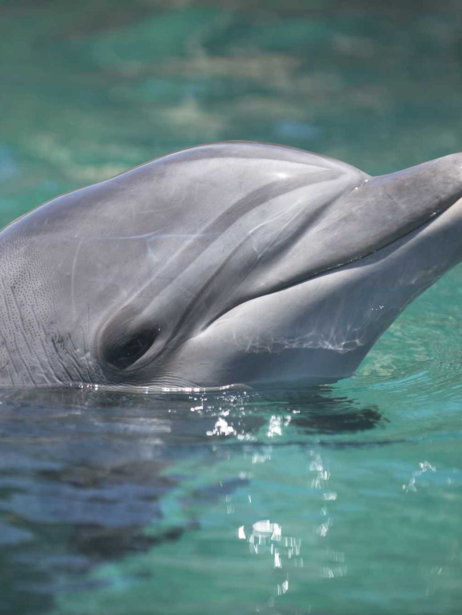 Did Gerald the dolphin really kidnap a man and force him to build an underwater world?