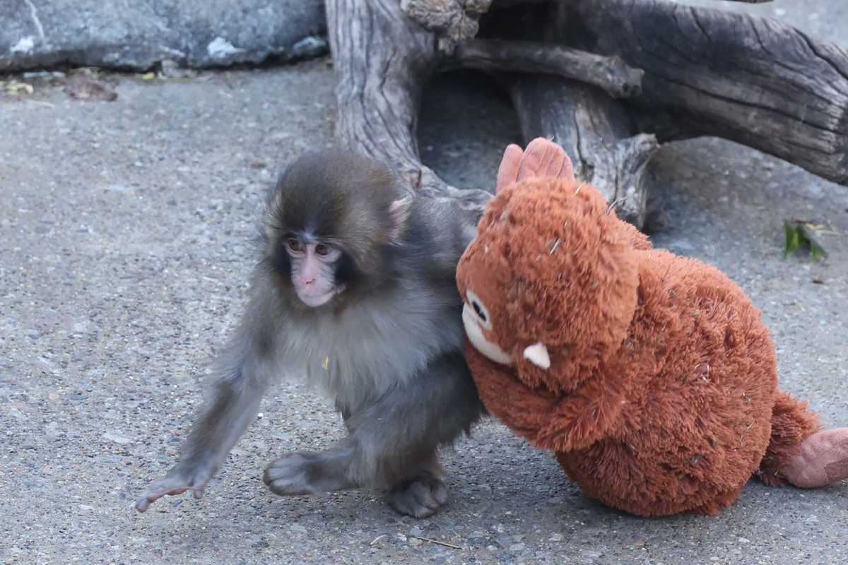 Does Punch the monkey have a girlfriend? Viral footage suggests he might have met his match
