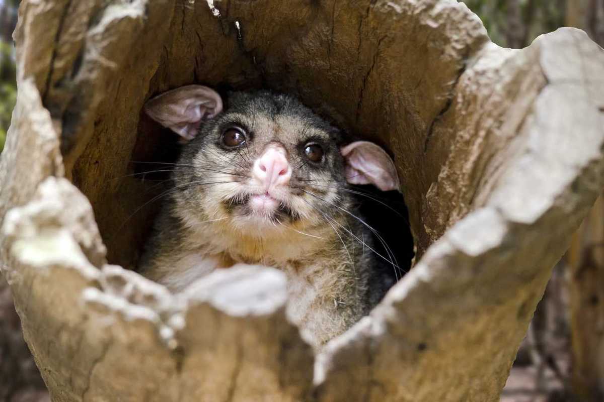 Animals considered extinct for 6,000 years just re-emerged in a New Guinea rainforest