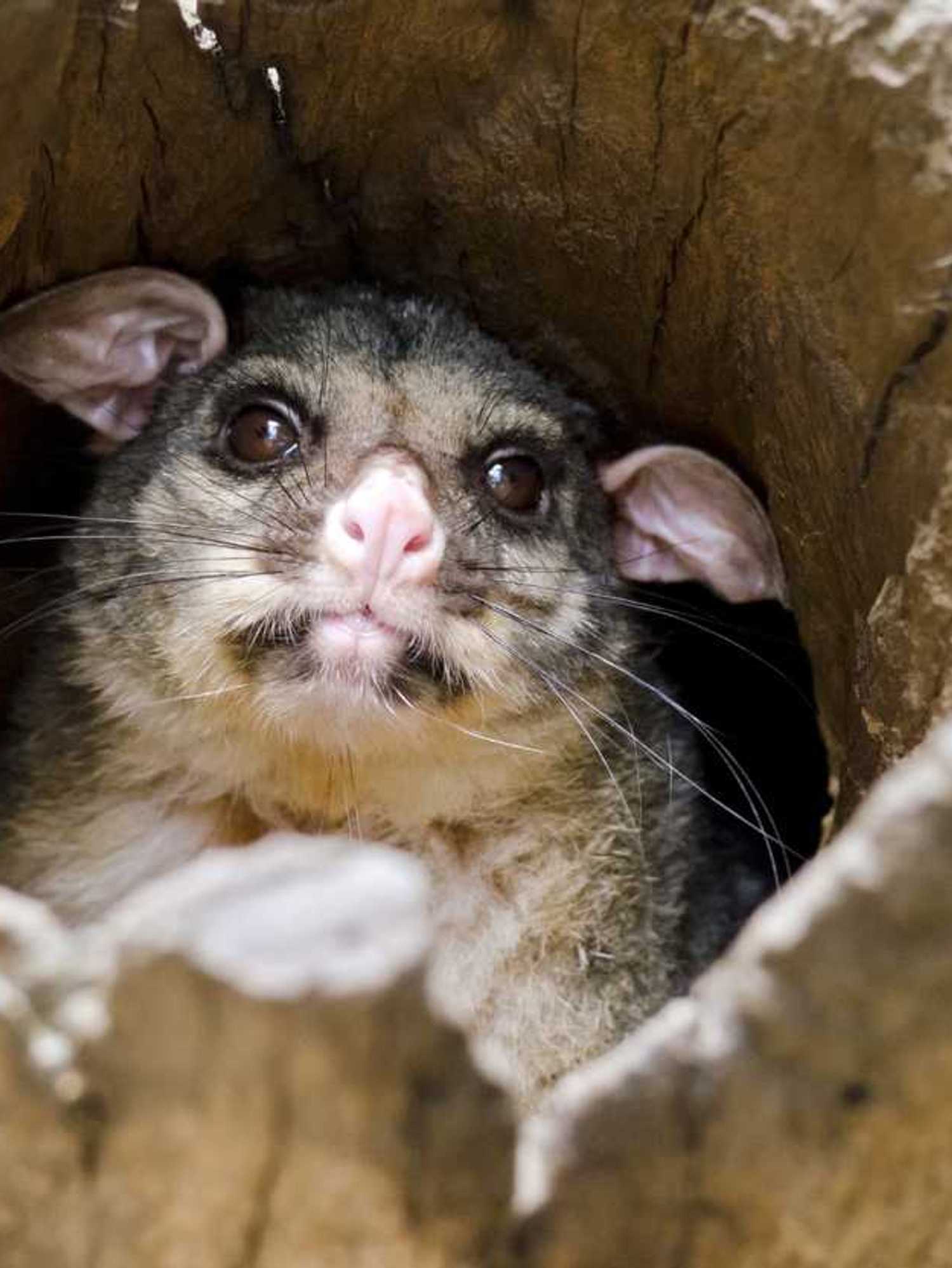 Two extinct marsupial species found alive in incredible rainforest discovery