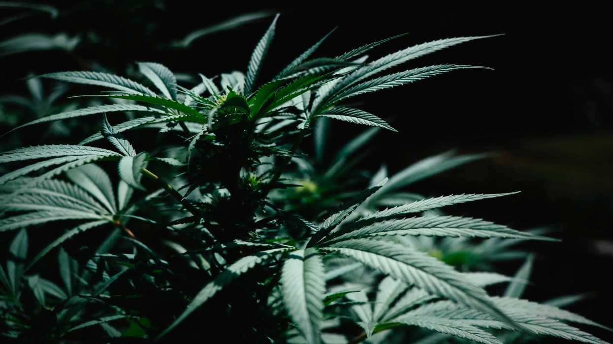 What does 4/20 mean and why do people celebrate it?