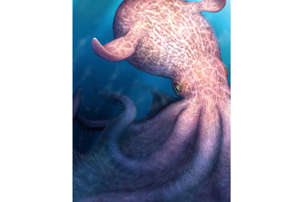 Fearsome giant octopus was a top predator during the age of dinosaurs