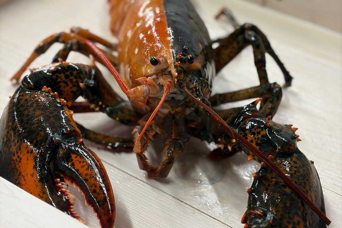 Rare two toned lobster escapes pot to become local marvel