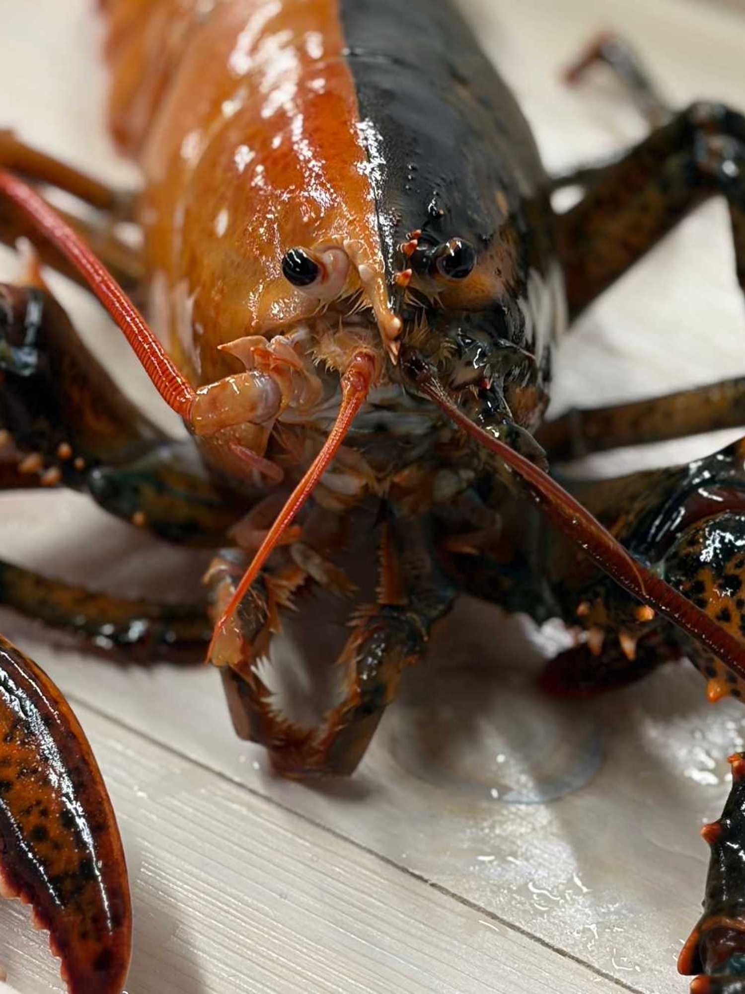 Rare two toned lobster escapes pot to become local marvel