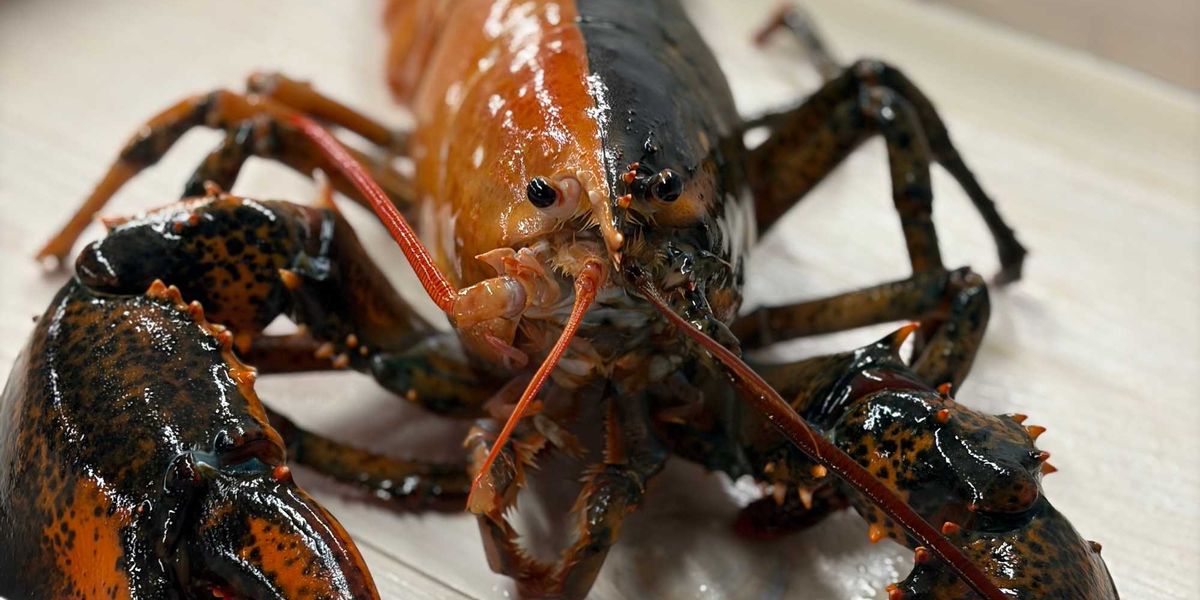Rare two toned lobster escapes pot to become local marvel | indy100