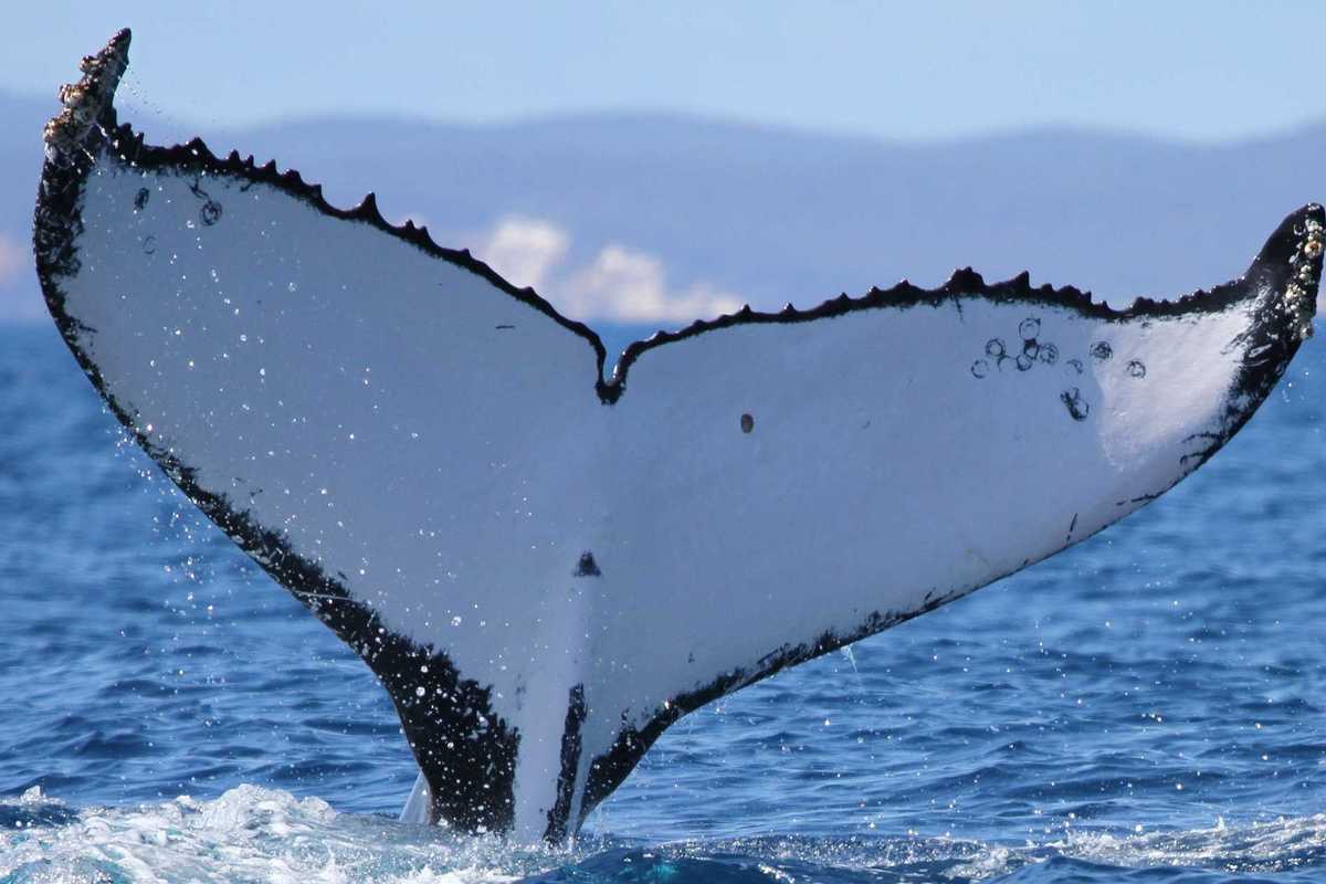 Humpback whales shatter records with extraordinary 9000 mile ocean journey