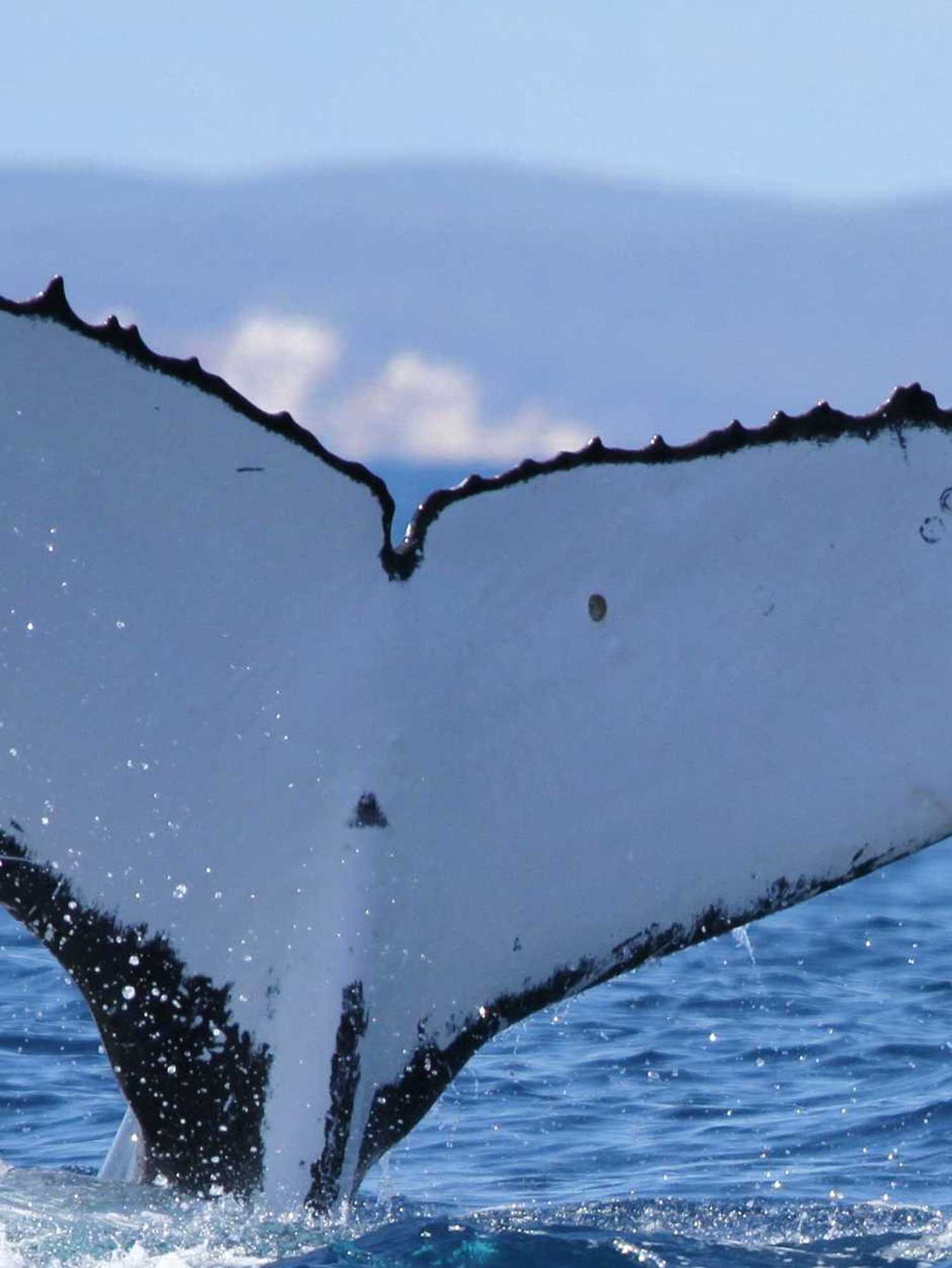 Humpback whales shatter records with extraordinary 9000 mile ocean journey