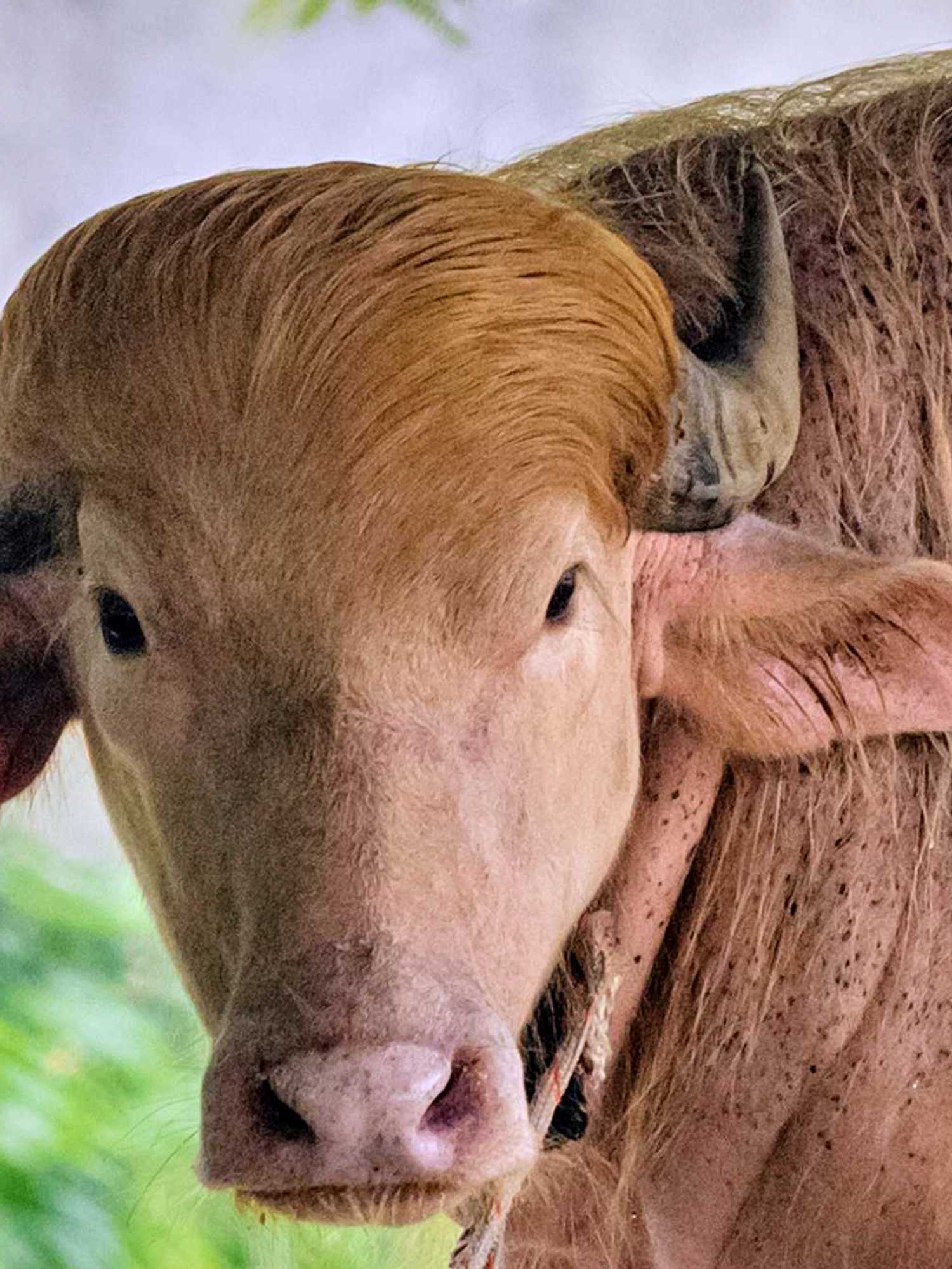 Albino buffalo named 'Donald Trump' becomes viral sensation in Bangladesh