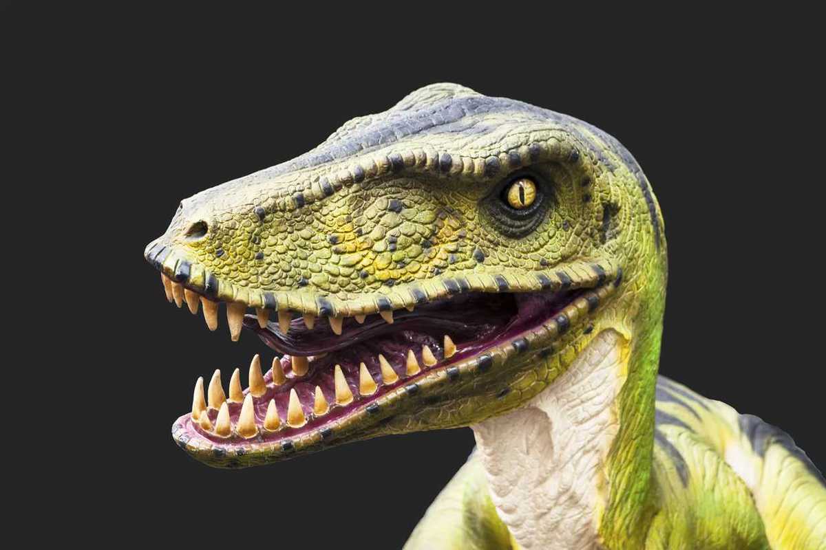 Tiny Velociraptor relative discovered in China that glided like a flying squirrel