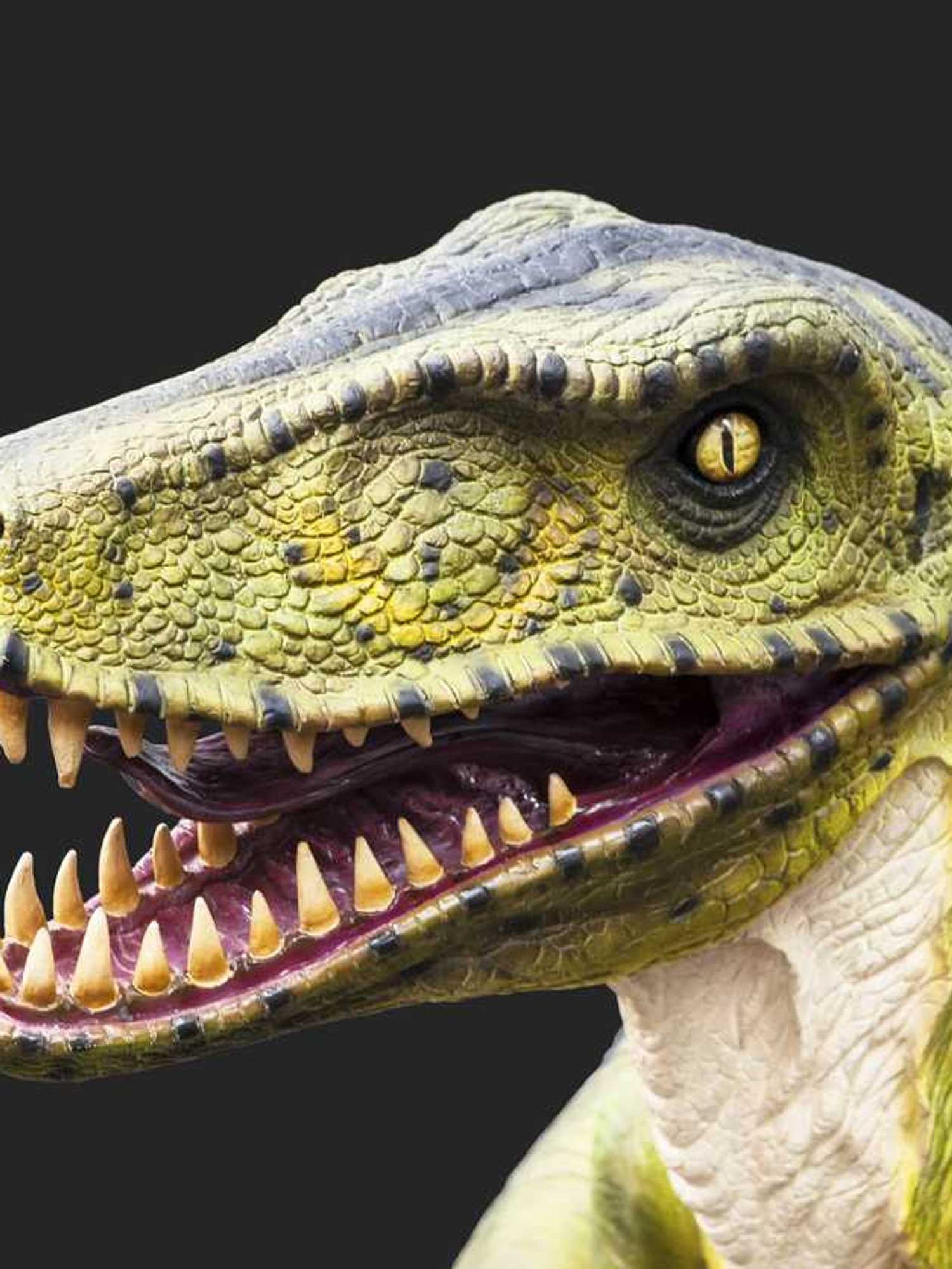 Tiny Velociraptor relative discovered in China that glided like a flying squirrel