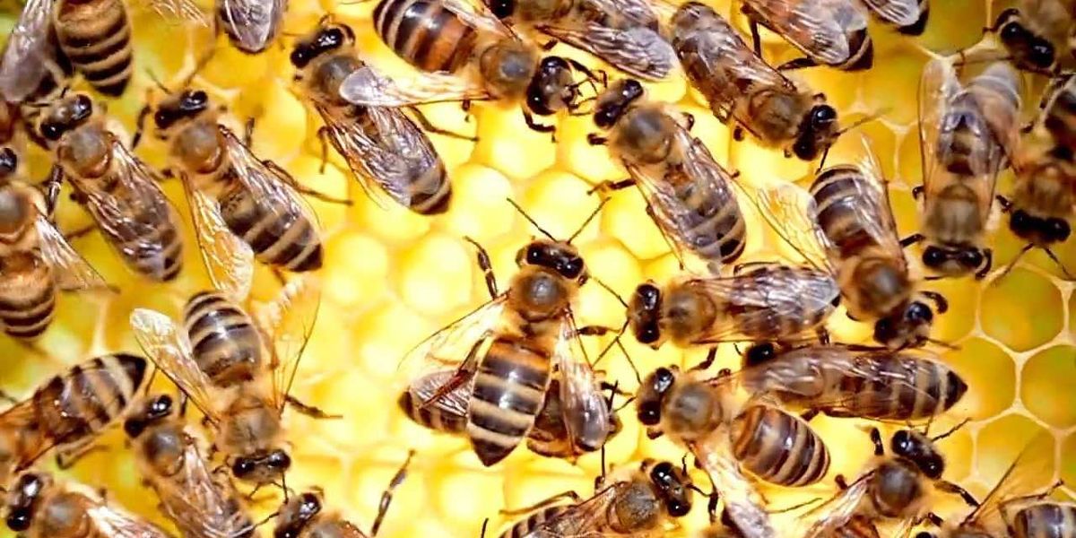Honeybee queens need a royal palace not just a royal diet, scientists ...