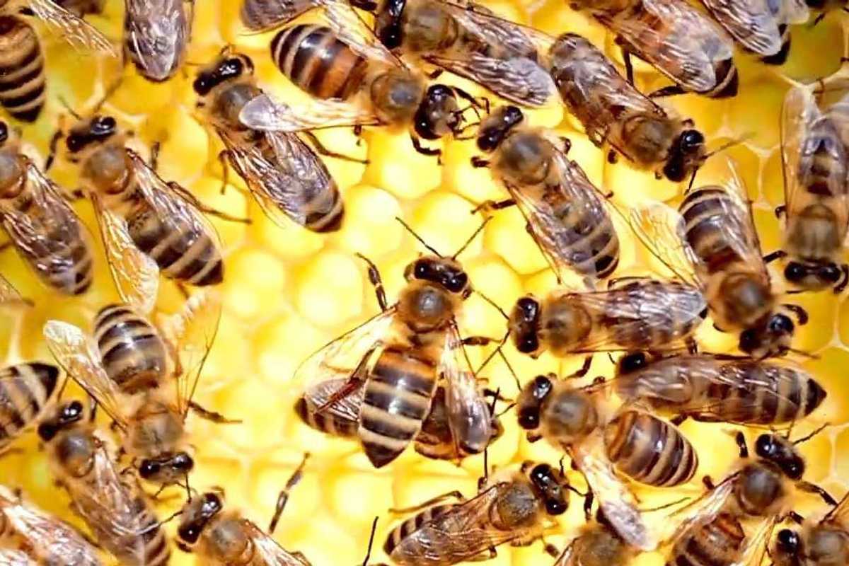Honeybee queens need a royal palace not just a royal diet, scientists find