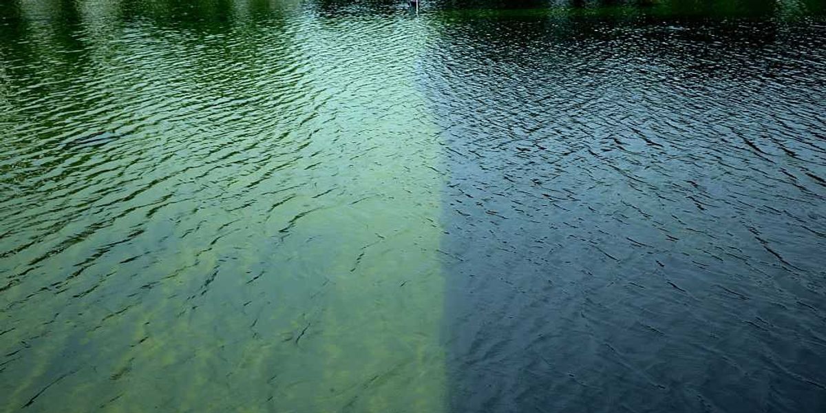 Trump losing battle with Lincoln Memorial pool algae is a ‘perfect metaphor’