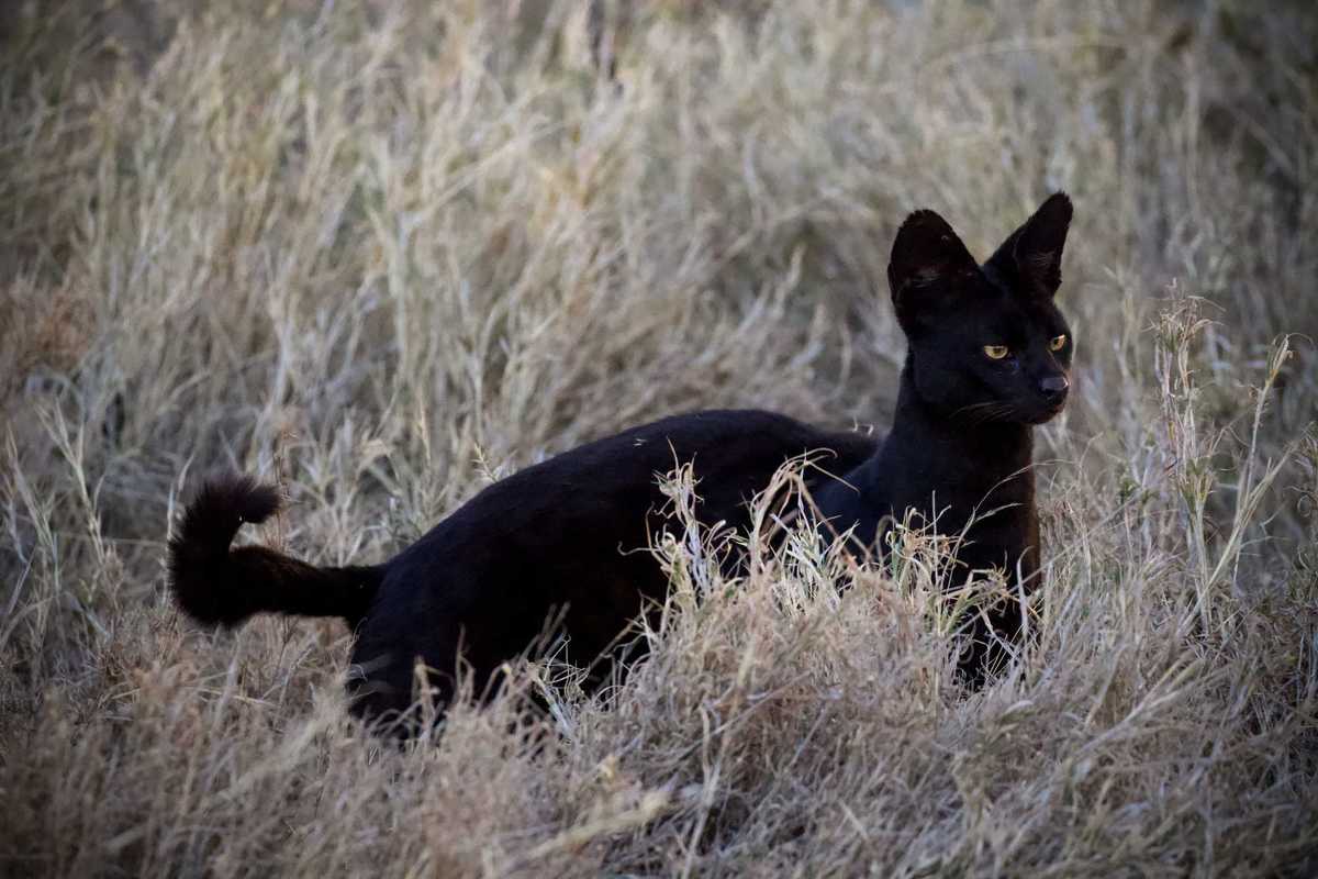 This long-legged cat from Africa keeps showing up in unusual places