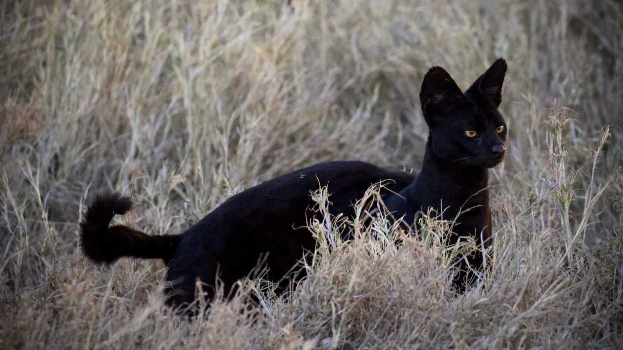 This long-legged cat from Africa keeps showing up in unusual places