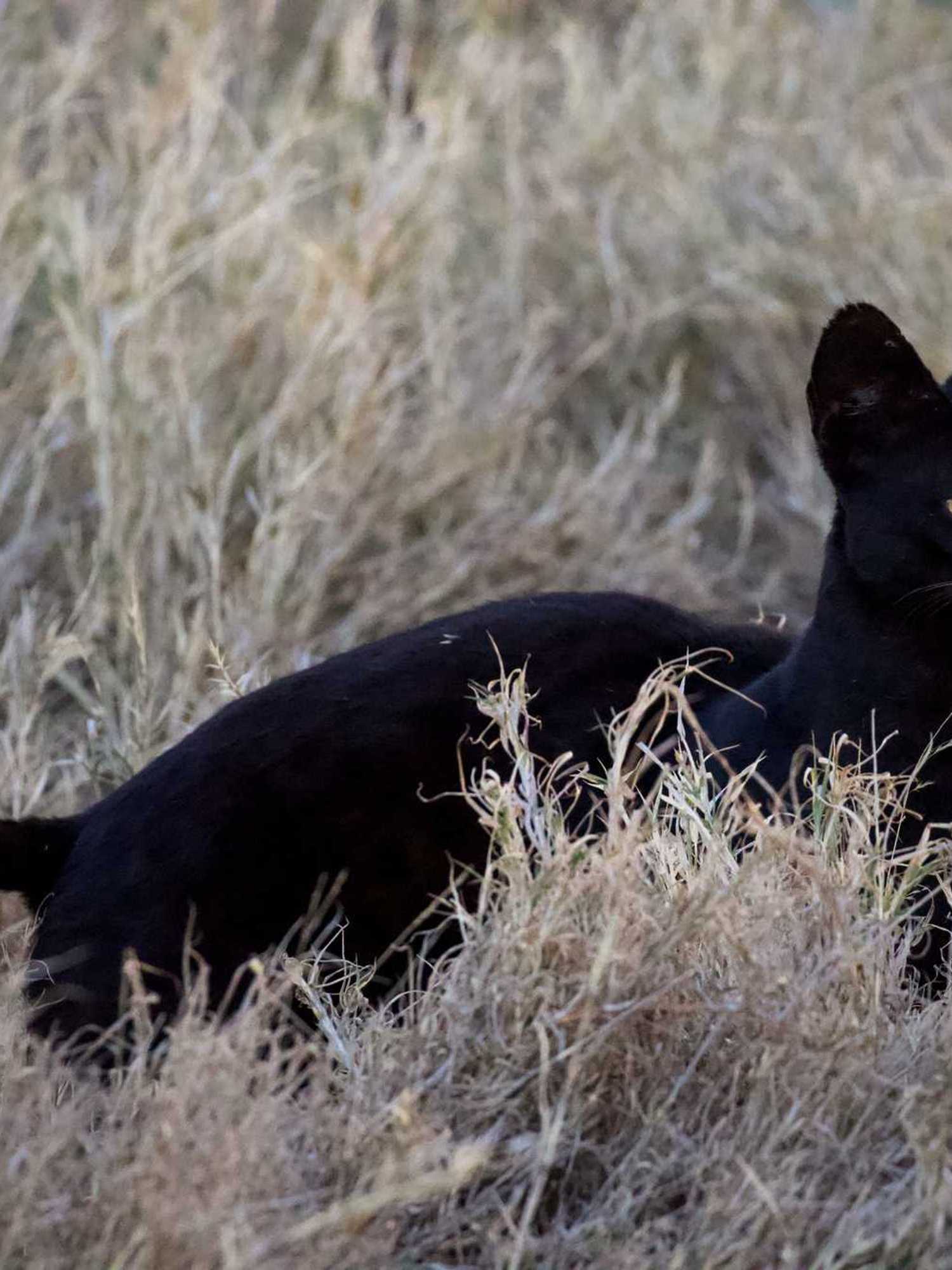 This long-legged cat from Africa keeps showing up in unusual places