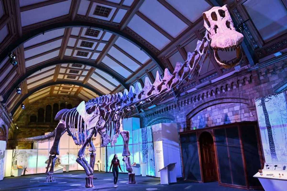 Rare Antarctic dinosaur fossil rediscovered in drawer after decades