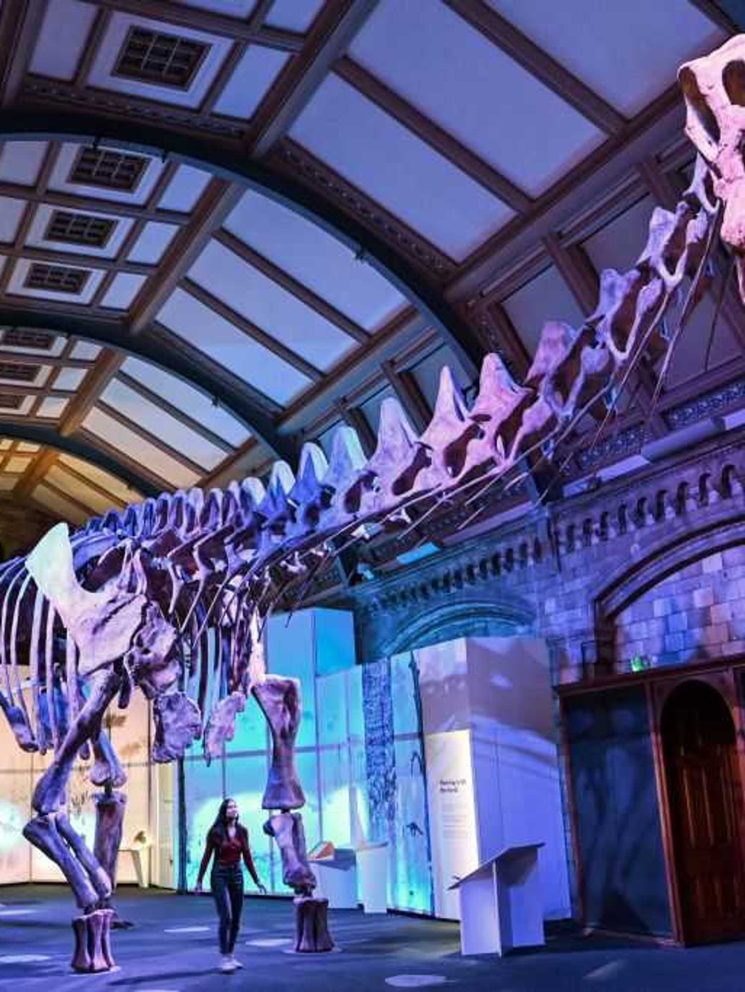 Rare Antarctic dinosaur fossil rediscovered in drawer after decades