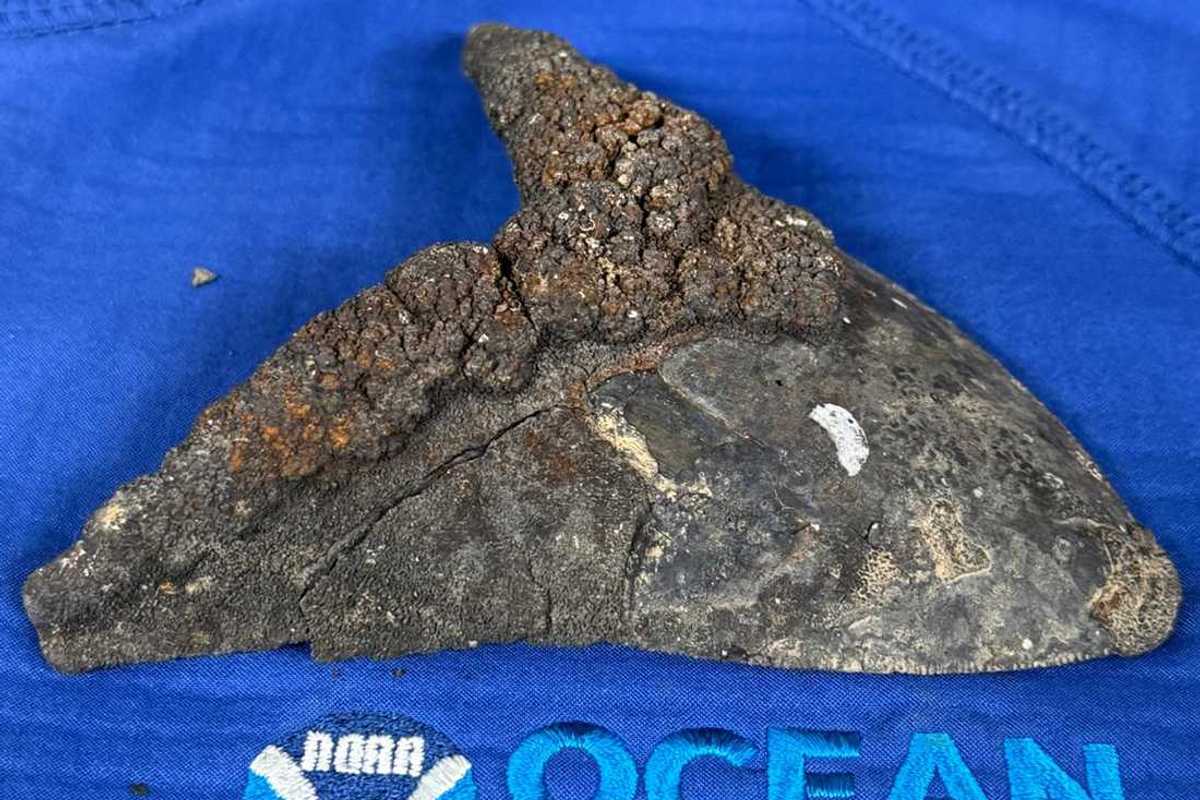 Huge Megalodon shark teeth scattered across the ocean floor filled with metals