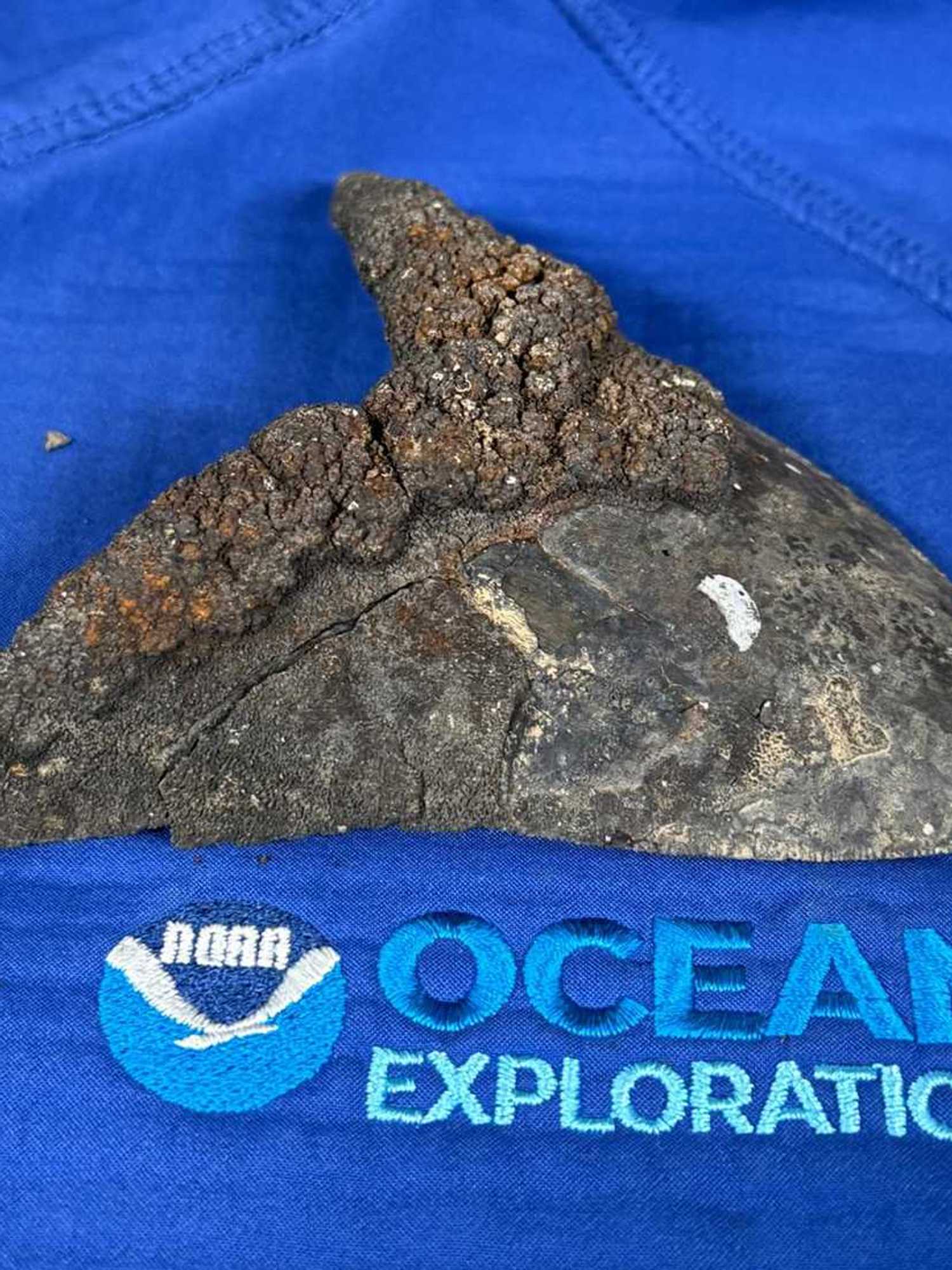Huge Megalodon shark teeth scattered across the ocean floor filled with metals