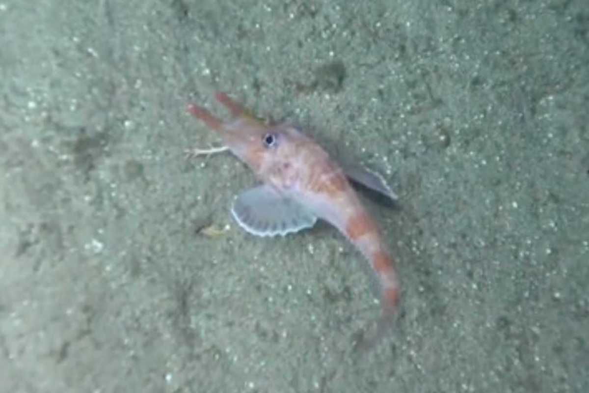 Bizarre Chinese fish discovered walking sideways and in reverse in ocean