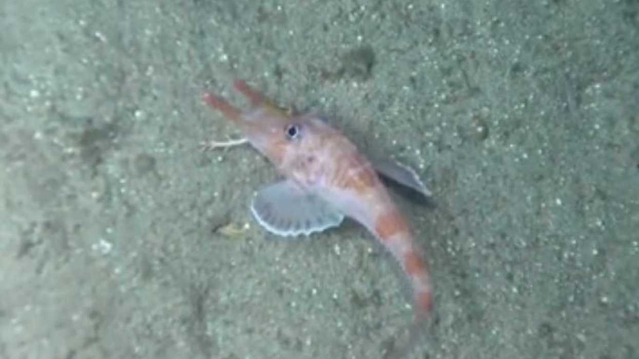 Bizarre Chinese fish discovered walking sideways and in reverse in ocean