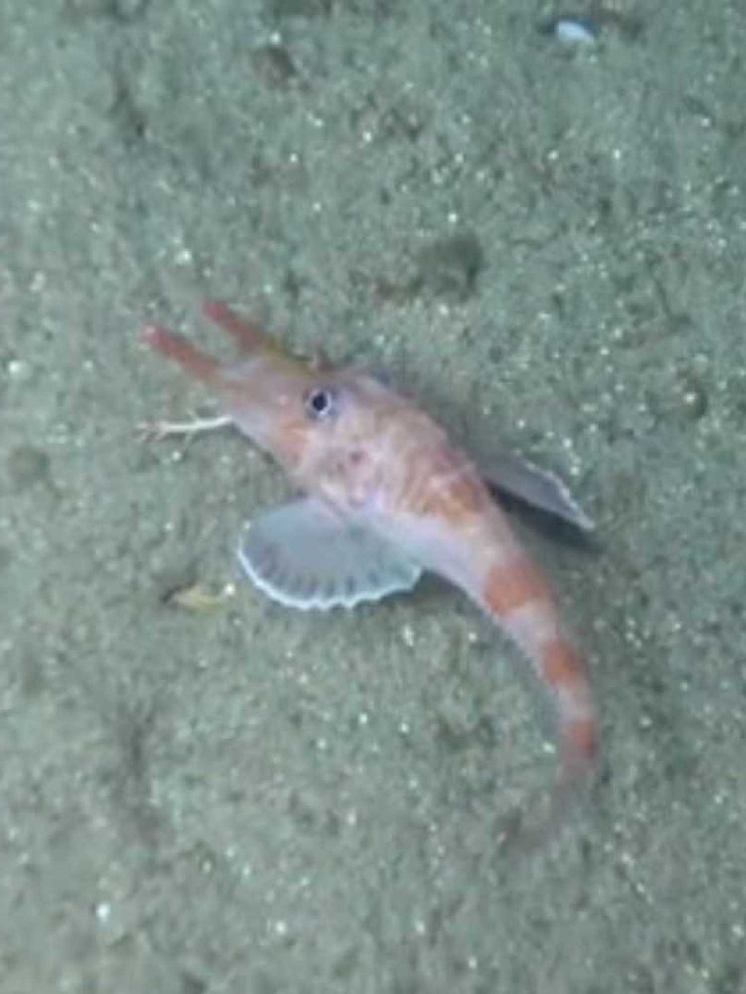 Bizarre Chinese fish discovered walking sideways and in reverse in ocean