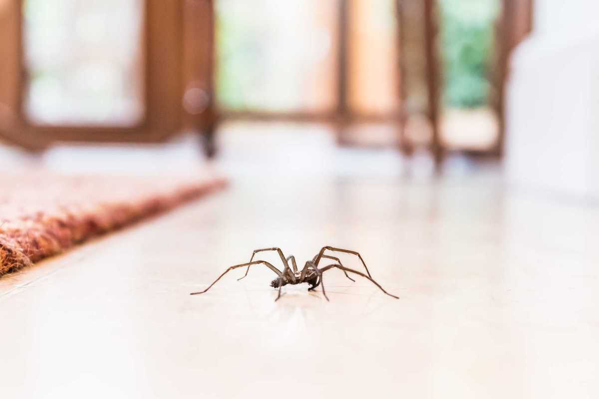 It’s officially spider season – and apparently the colour of your walls could be inviting them in