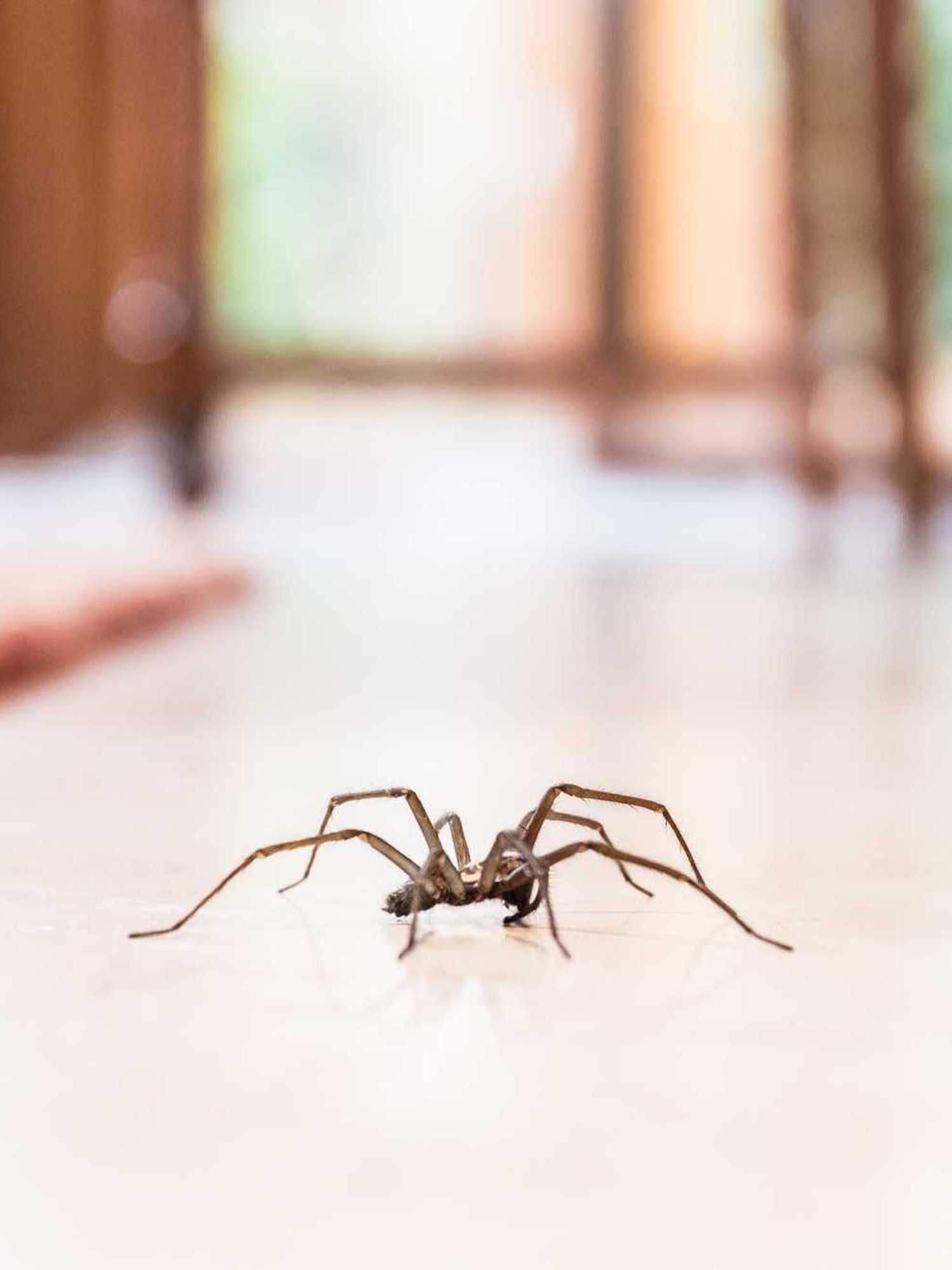 It’s officially spider season – and apparently the colour of your walls could be inviting them in