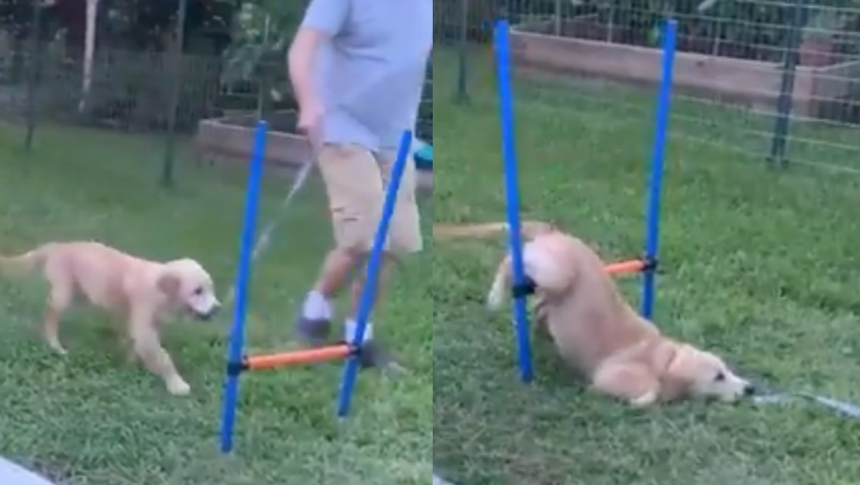 This clip of a dog trying to do an obstacle course is the best