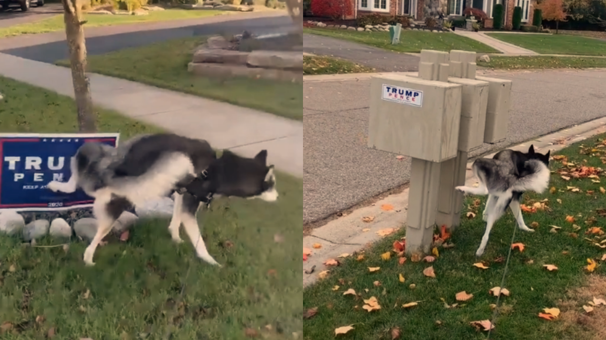 Trump gets trolled with hilarious viral video showing dog urinating on his campaign sign