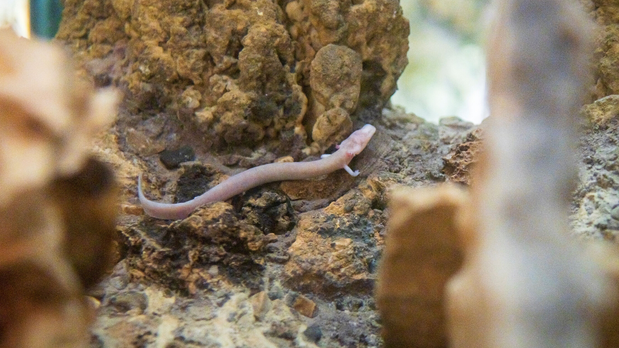 Baby dragons hatched in a Slovenian cave will go on display for the first time ever
