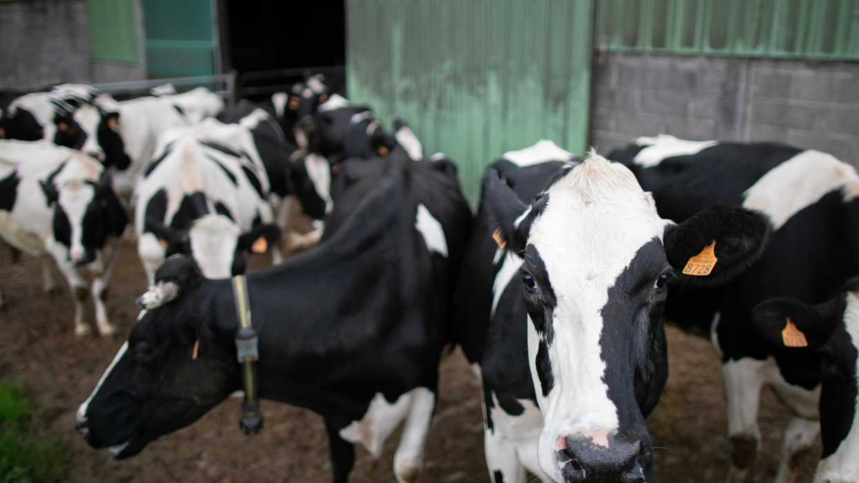82-year-old man dies after being 'attacked by a herd of cows'