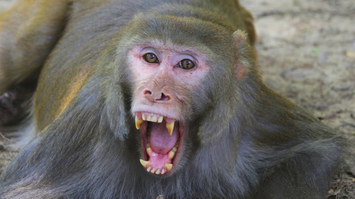 Gang of monkeys 'attacks' scientist and escapes with coronavirus samples to chew on
