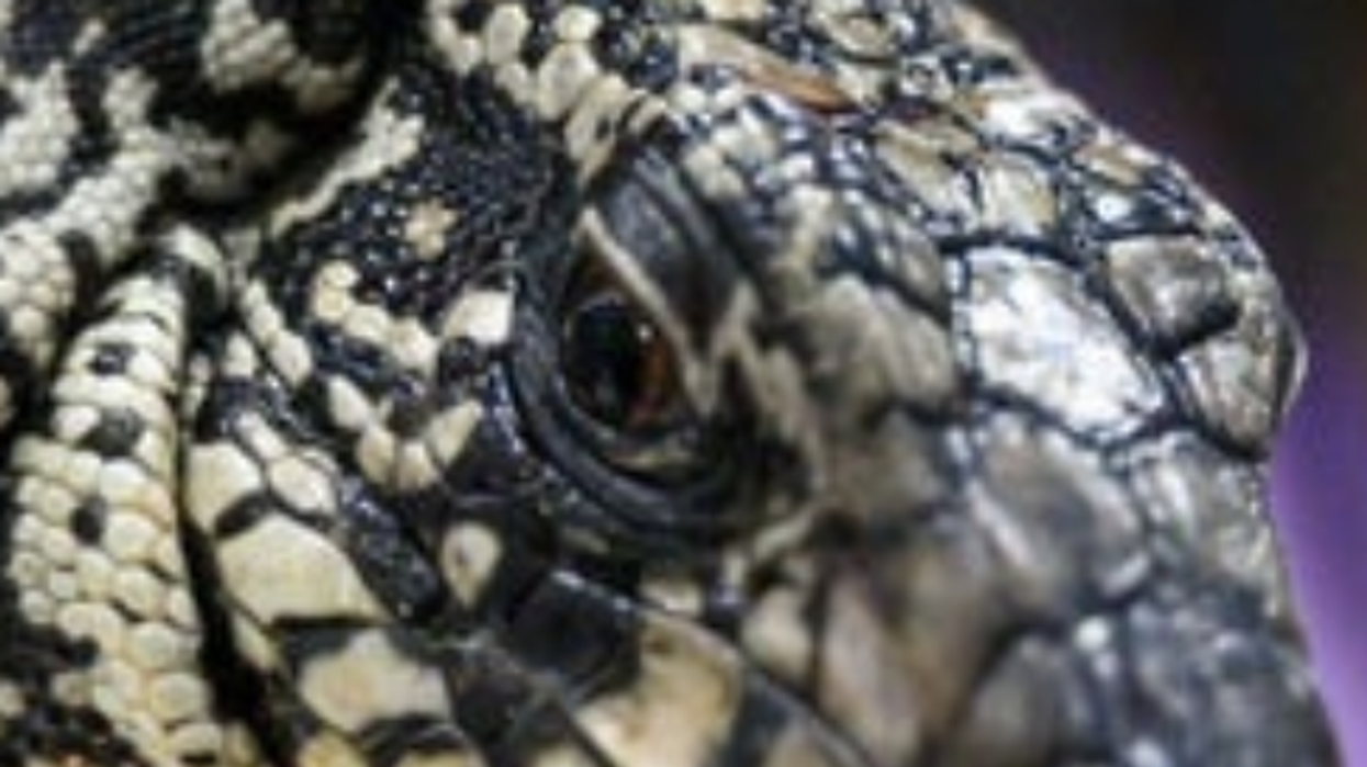 Georgia residents warned over 4 ft-long 'invasive' lizards that eat 'anything they want'