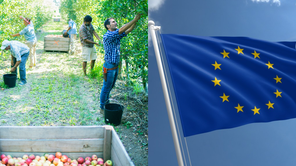 0.2% of the 50,000 UK workers who said they'd replace Eastern European fruit pickers actually showed up