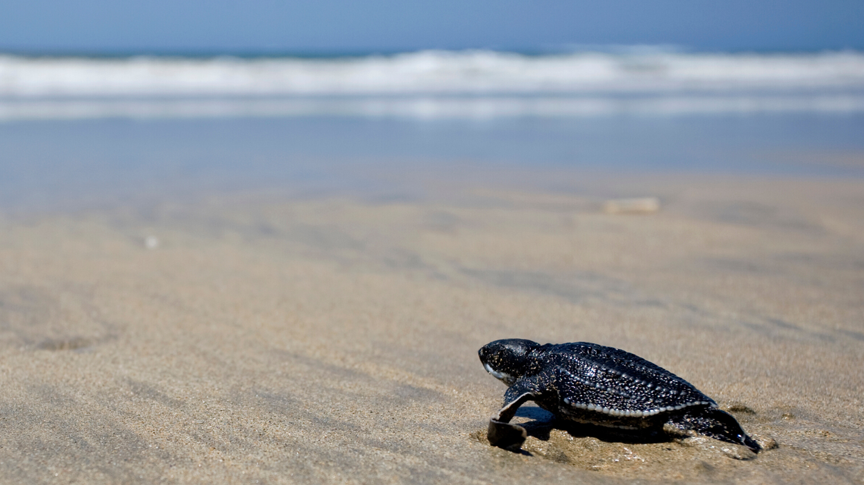 Tourist-free Thai beaches see rare turtles build record number of nests