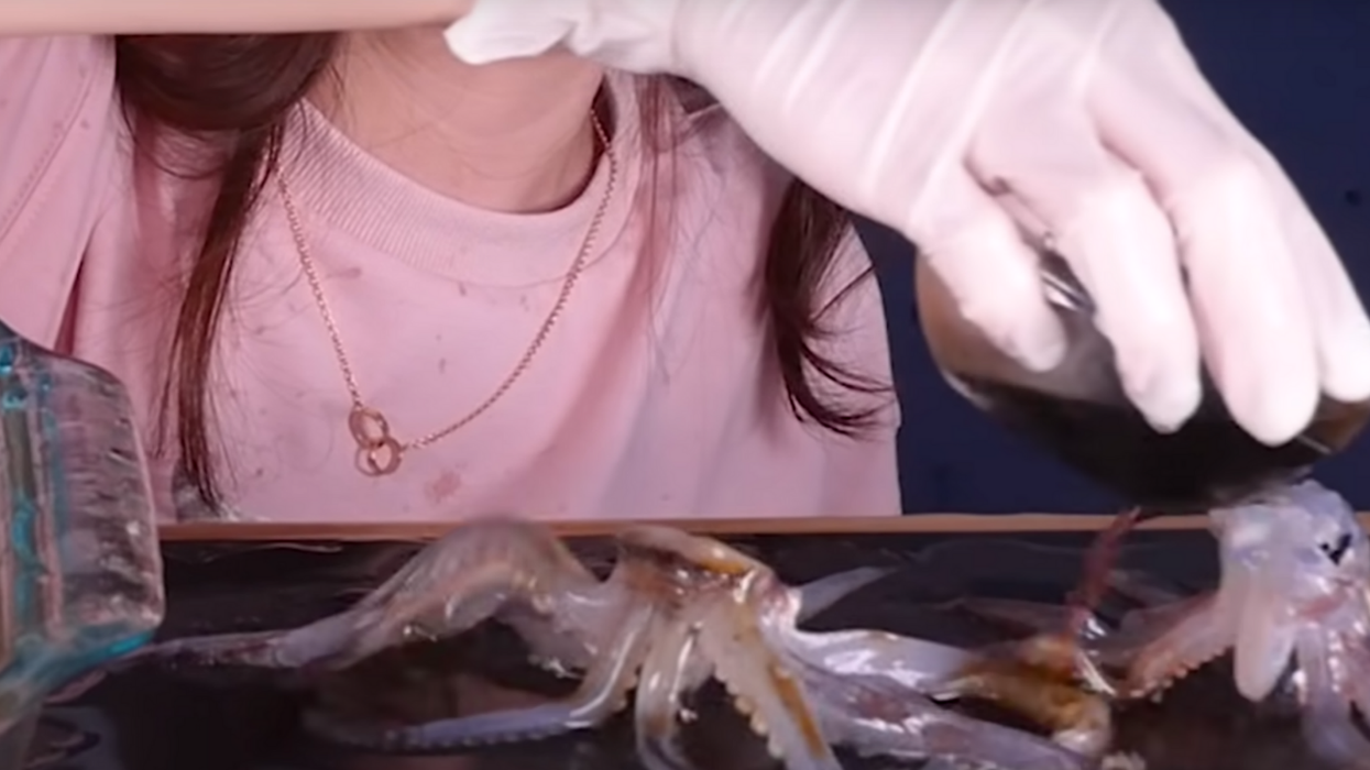 Hugely popular YouTuber posts 'horrifying' video eating live squid and octopus