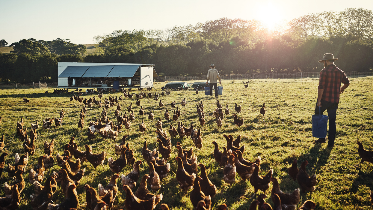 People in Texas are stockpiling actual live chickens now because they can't buy eggs