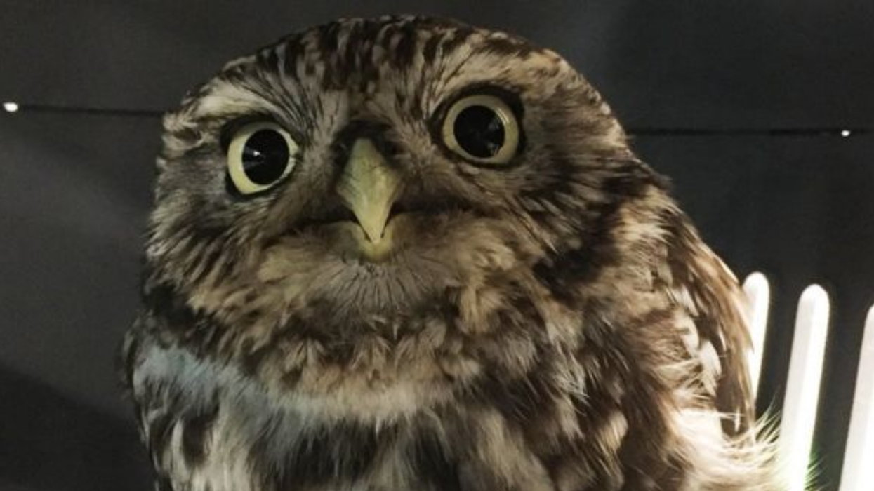 This rescued owl was too thicc to fly and it’s so incredibly relatable