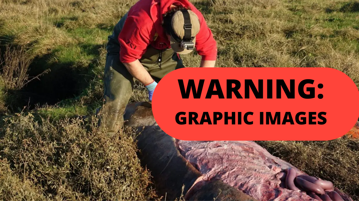 Killer whale found dead on England beach with just plastic in its empty stomach