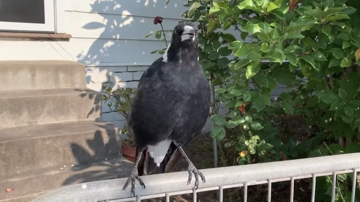 A magpie has learnt to mimic emergency sirens in bushfire ravaged Australia
