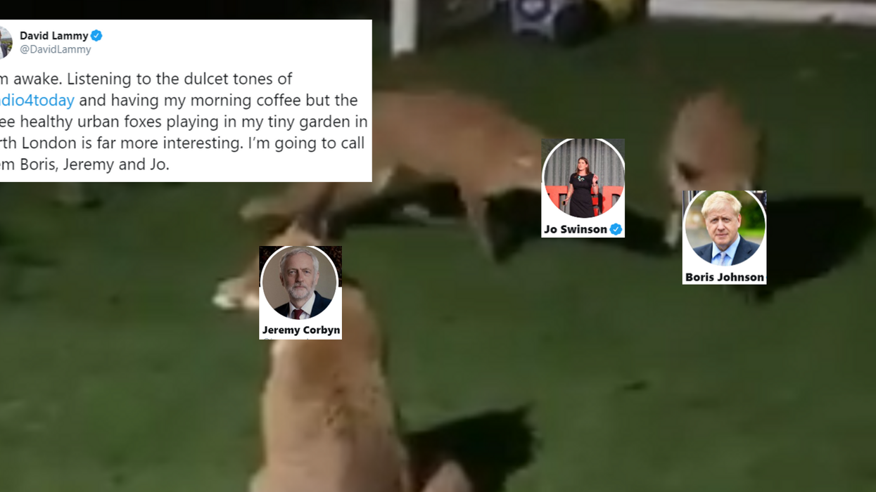 David Lammy named three garden foxes after our political leaders and people can relate