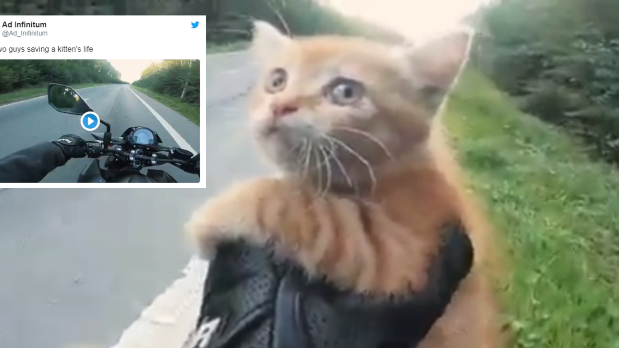 Two men named 'heroes' after rescuing kitten from middle of road
