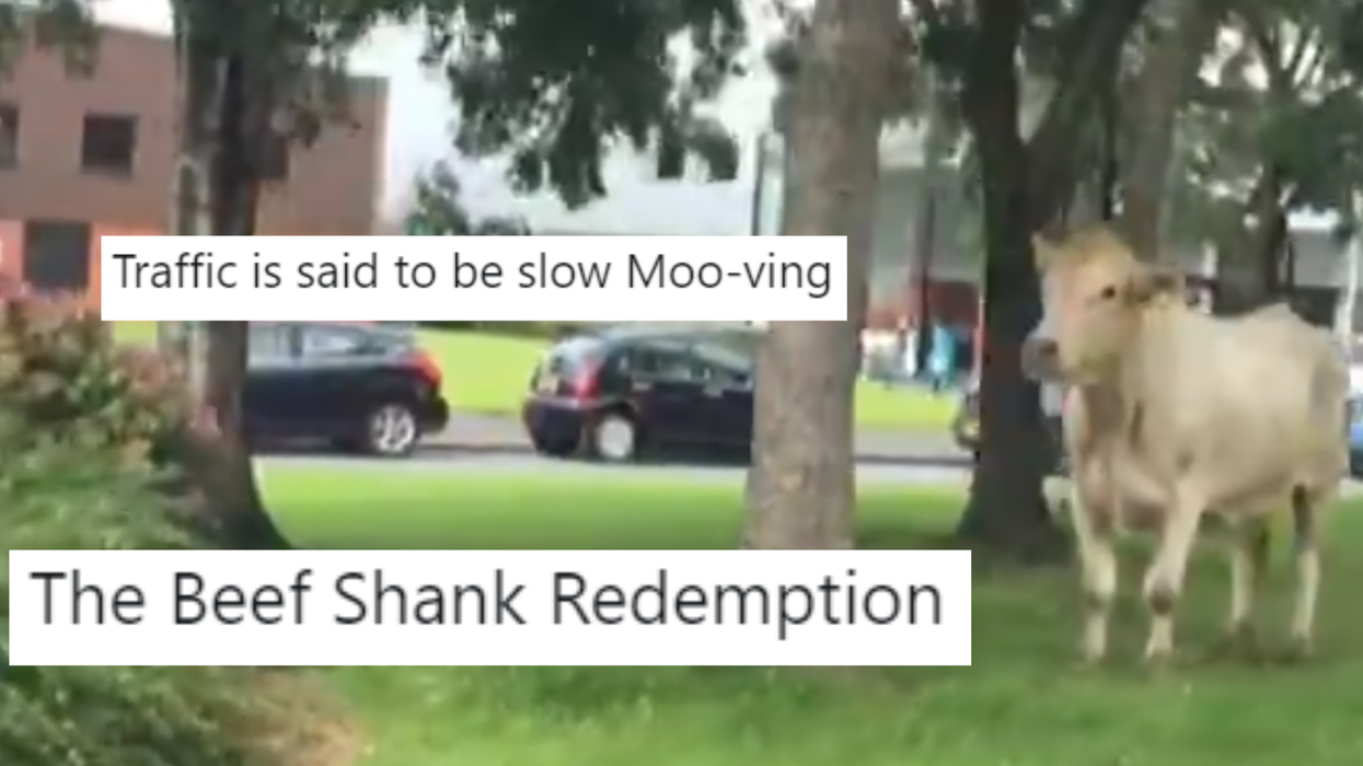 Cow becomes viral star after escaping from an abattoir