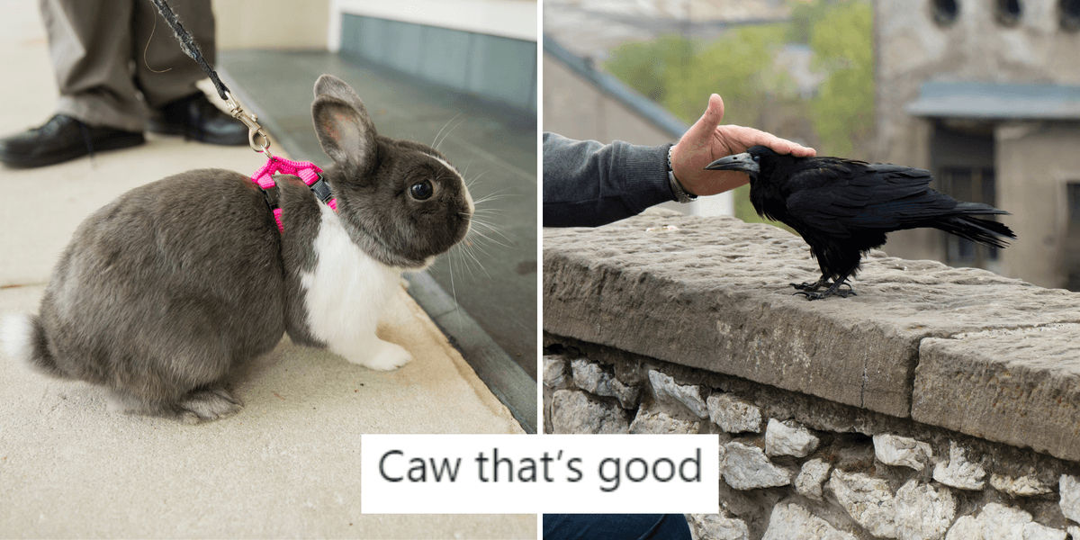 Optical illusion video divides internet on whether animal is a raven or ...