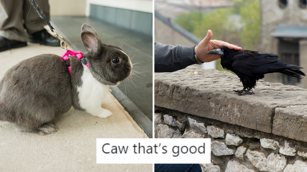 The internet can't decide if this animal is a raven or a rabbit