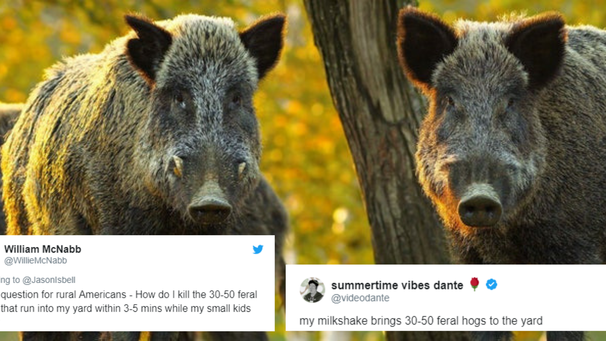 Someone used ‘feral hogs’ to justify owning an assault weapon and it quickly became a meme
