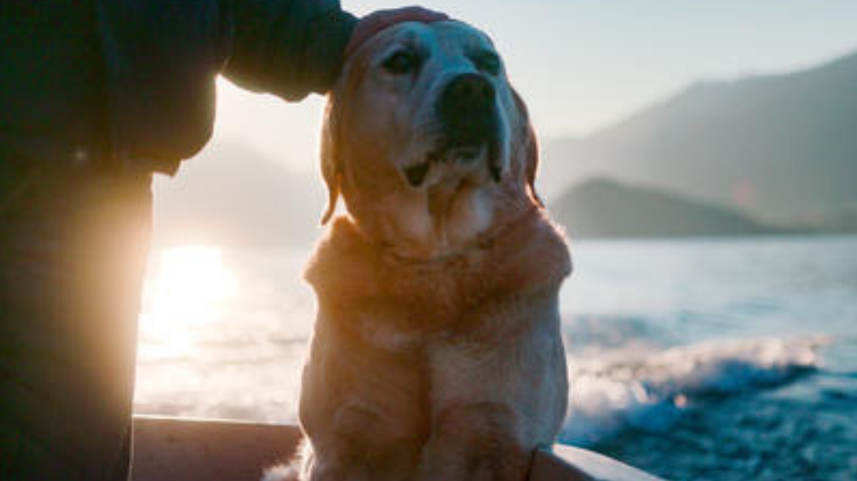 Netflix is looking for cute dogs to star in its dog-umentary